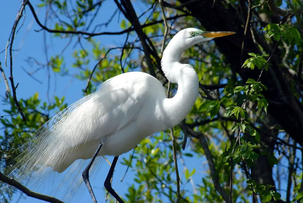 Great Egret (Ardea Alba)