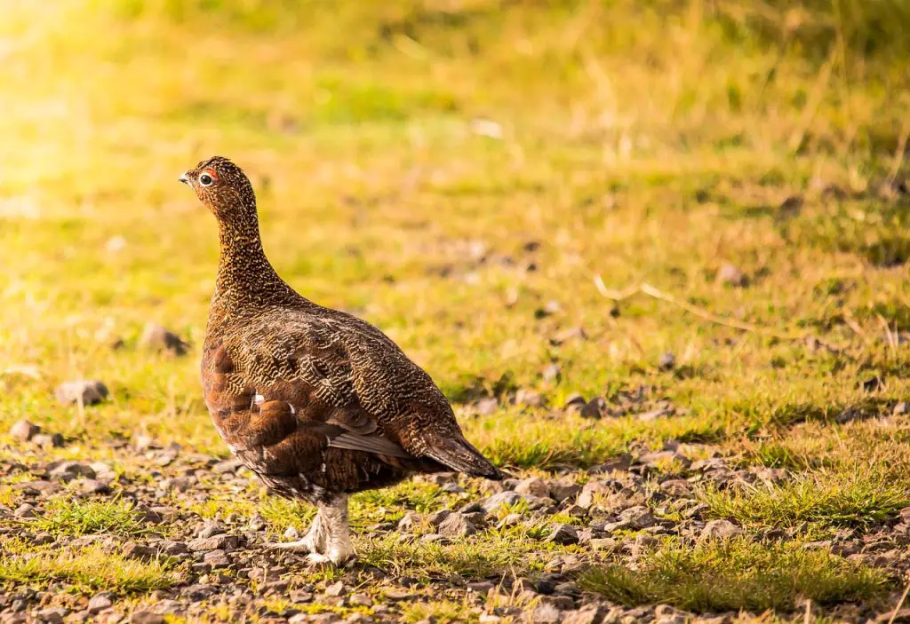 Grouse (Tetraoninae) Bird Facts