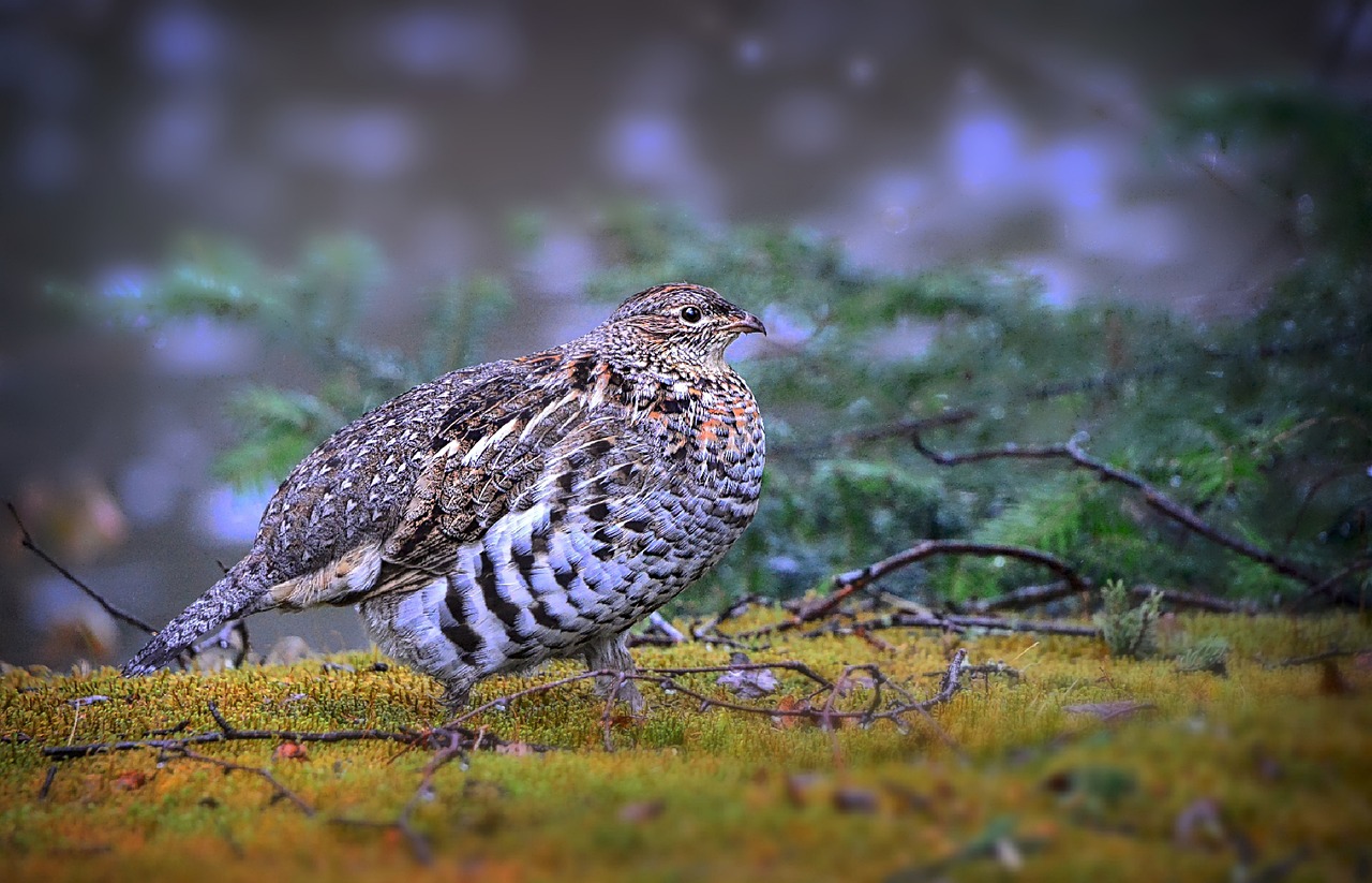 Grouse (Tetraoninae) Bird Facts