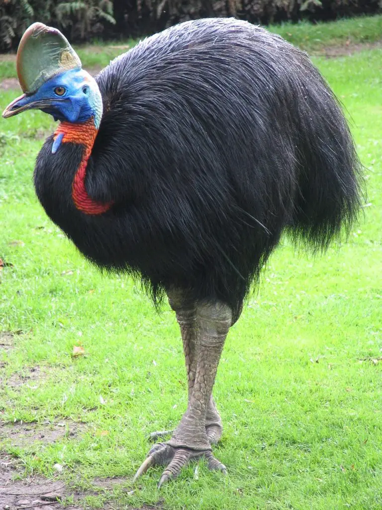 Cassowary (Casuarius Spp.)