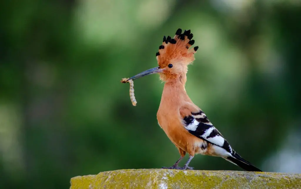 Hoopoe