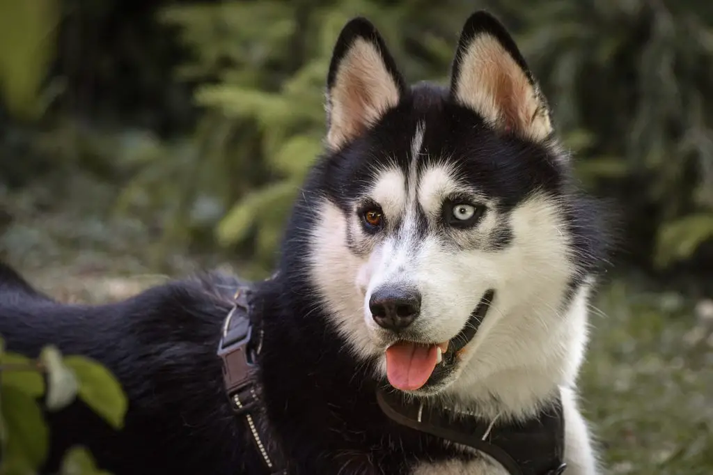 Husky (Canis Lupus)