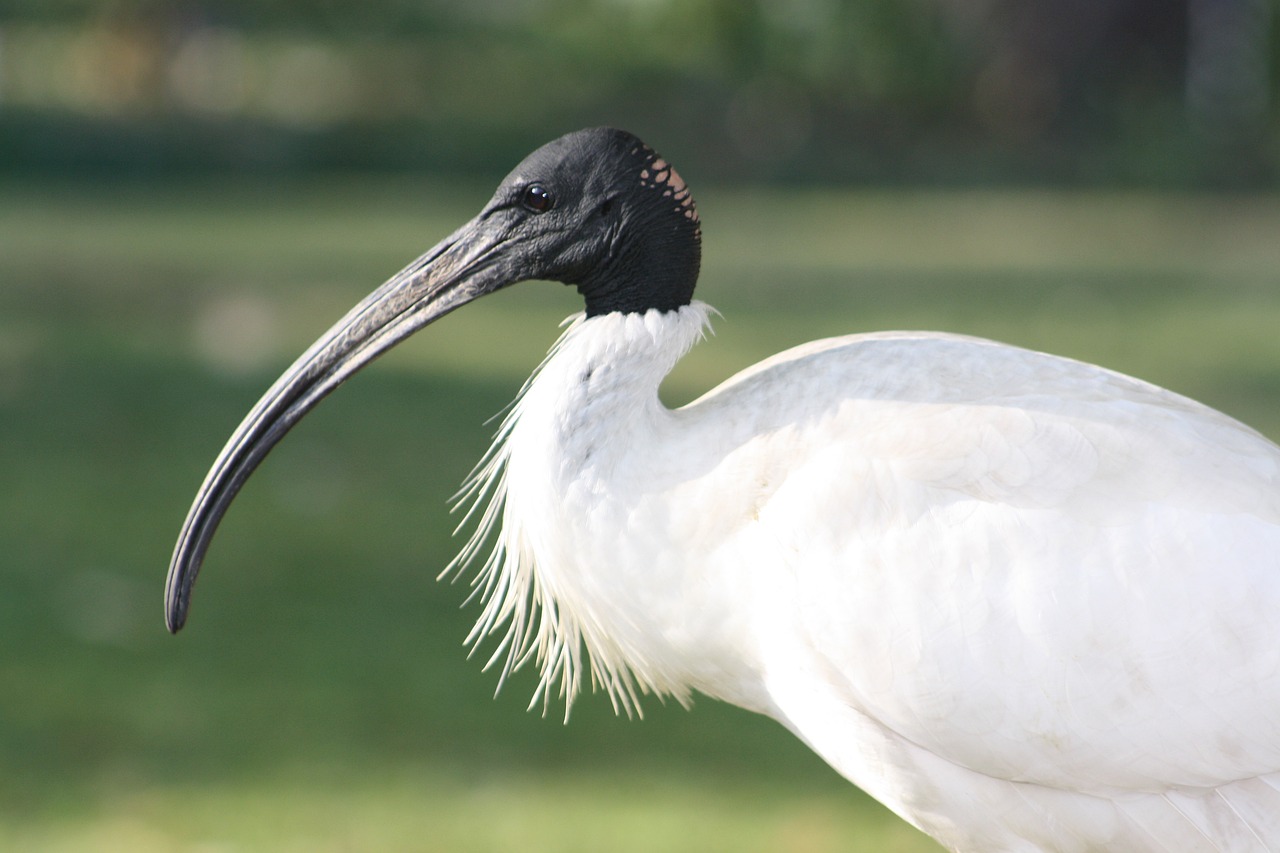 Ibis (Threskiornithidae)