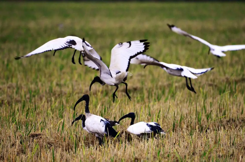 Ibis (Threskiornithidae)