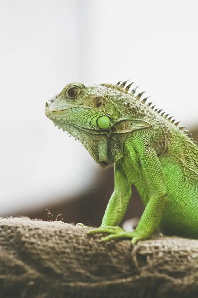 Anole Lizard Latest Facts &Amp; Pictures