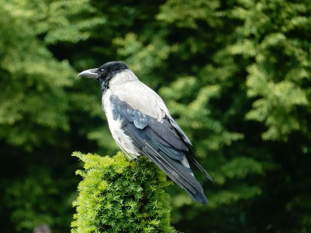 Jackdaw