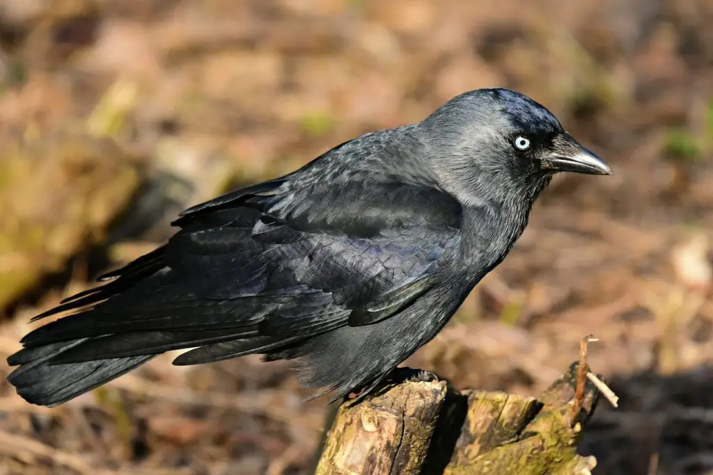 Jackdaw