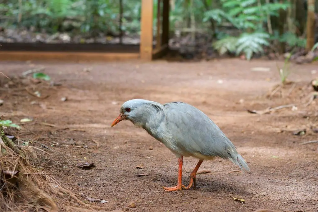 Kagu (Rhynochetos Jubatus)