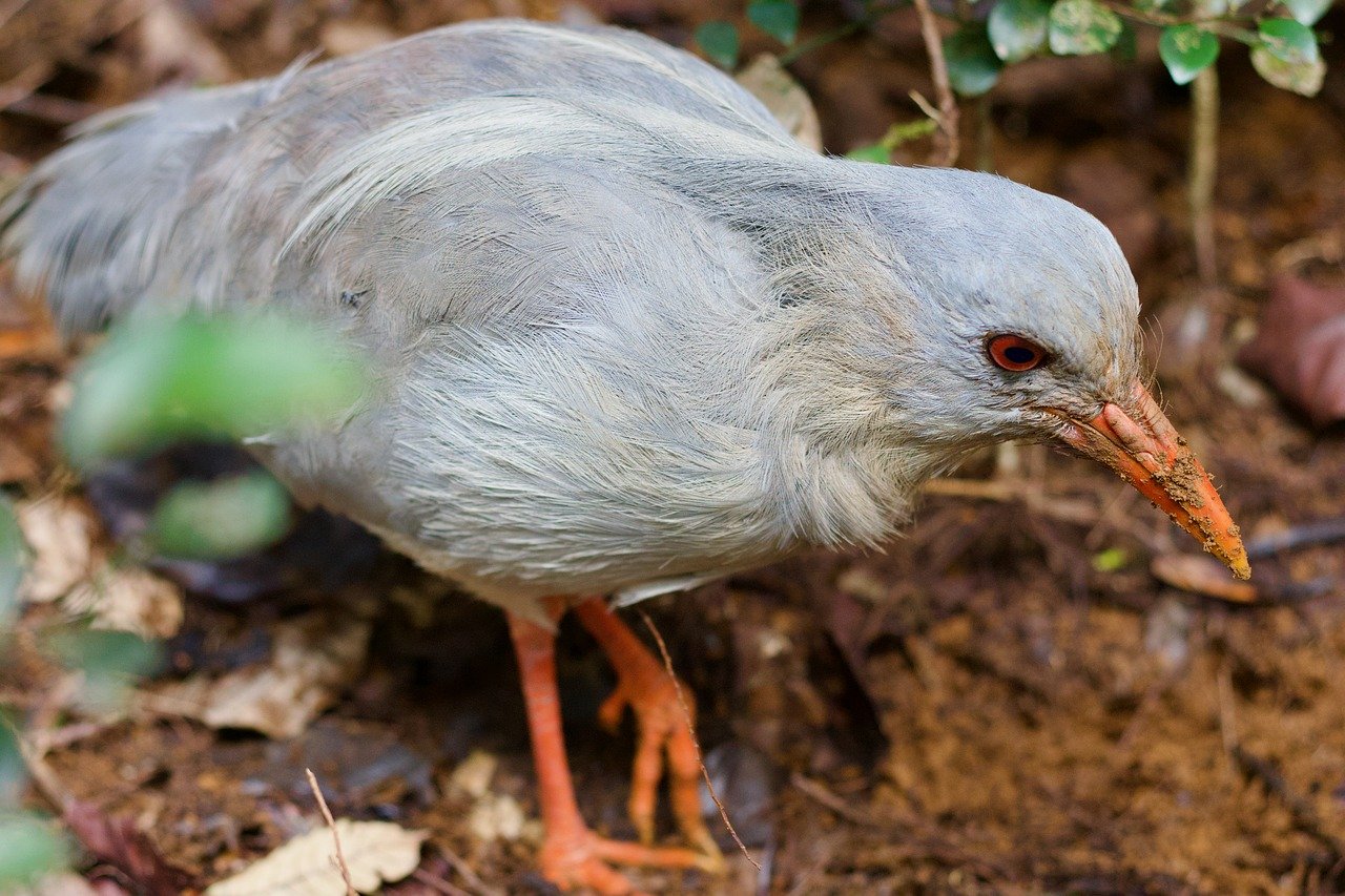 Kagu (Rhynochetos Jubatus)