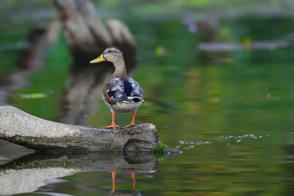 Wood Duck (Aix Sponsa)