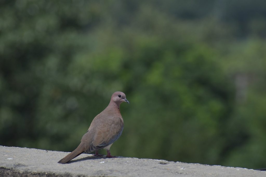 Mourning Dove (Zenaida Macroura)