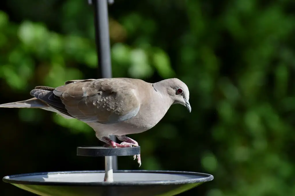 Mourning Dove (Zenaida Macroura)