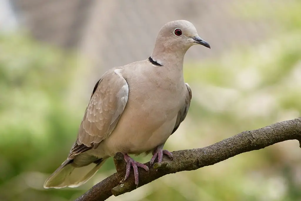 Mourning Dove (Zenaida Macroura)