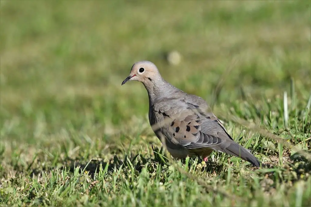 Mourning Dove (Zenaida Macroura)