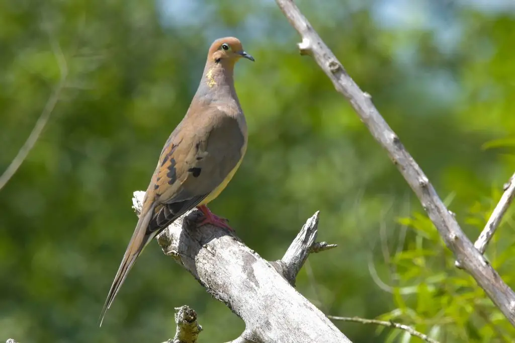 Mourning Dove (Zenaida Macroura)