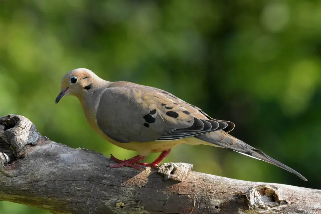 Mourning Dove (Zenaida Macroura)