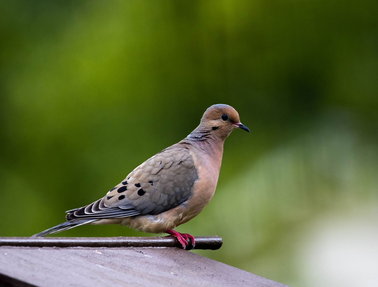 Mourning Dove (Zenaida Macroura)