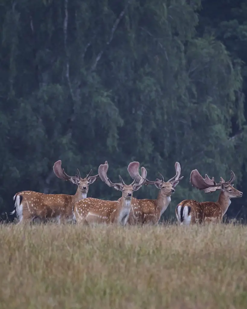 Deer (Odocoileus Virginiana)