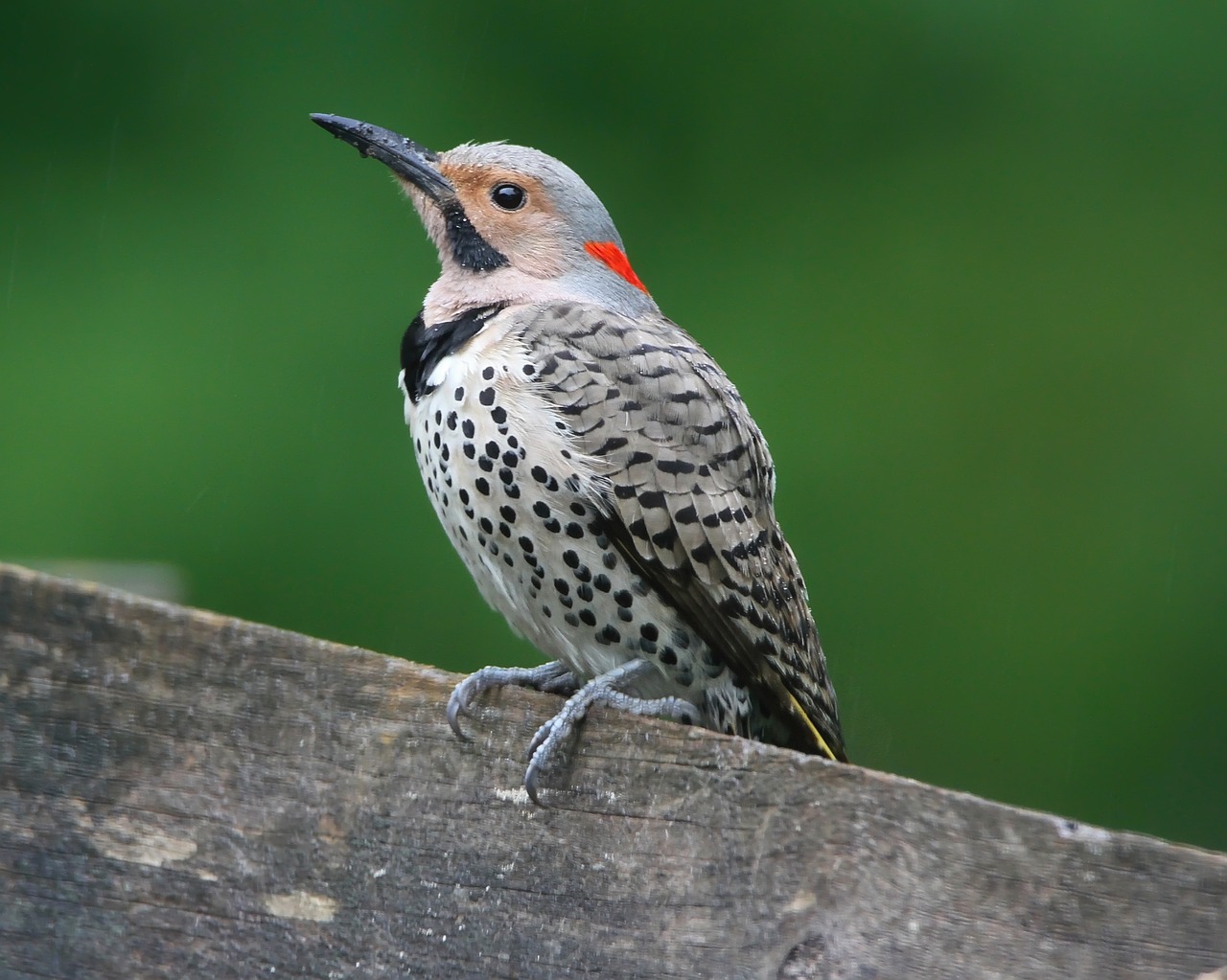 Northern Flicker (C. Auratus)