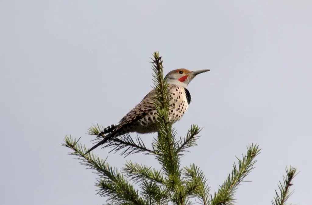 Northern Flicker (C. Auratus)