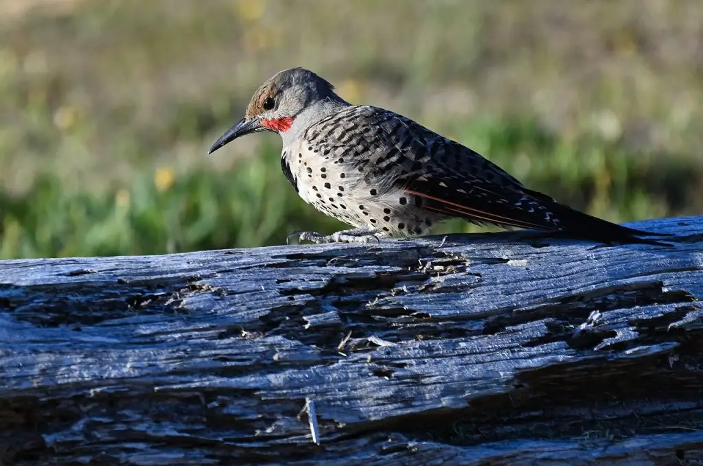 Northern Flicker (C. Auratus)