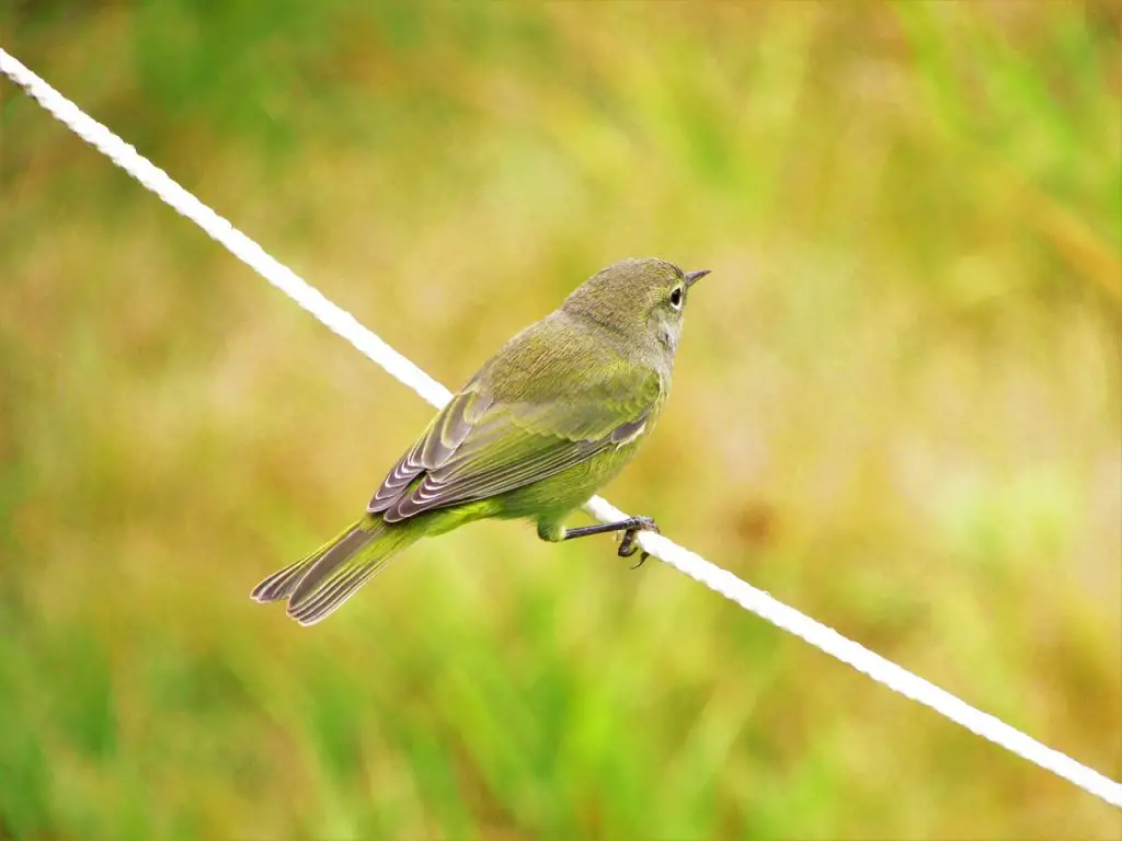 Orange-Crowned Warbler (Leiothlypis Celata)