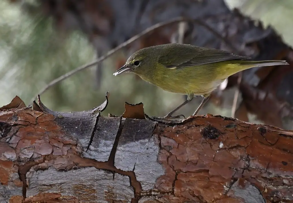 Orange-Crowned Warbler (Leiothlypis Celata)