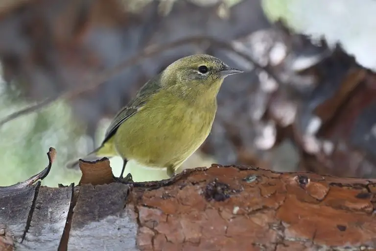 Orange-Crowned Warbler (Leiothlypis Celata)