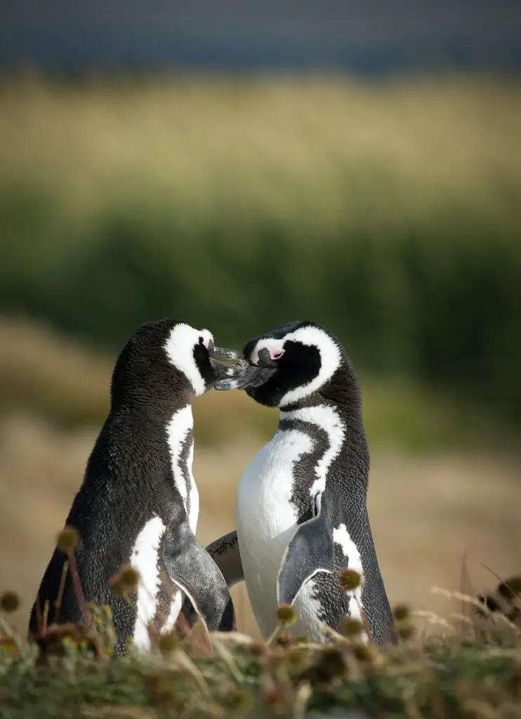 Little Penguin (Eudyptula Minor)