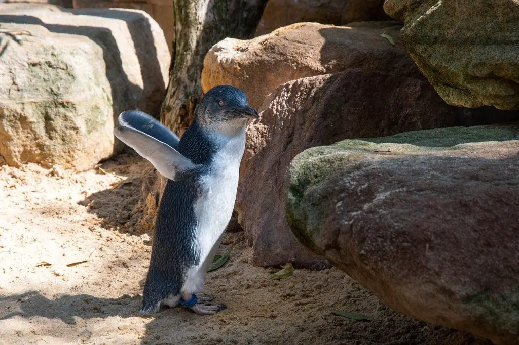 Little Penguin (Eudyptula Minor)