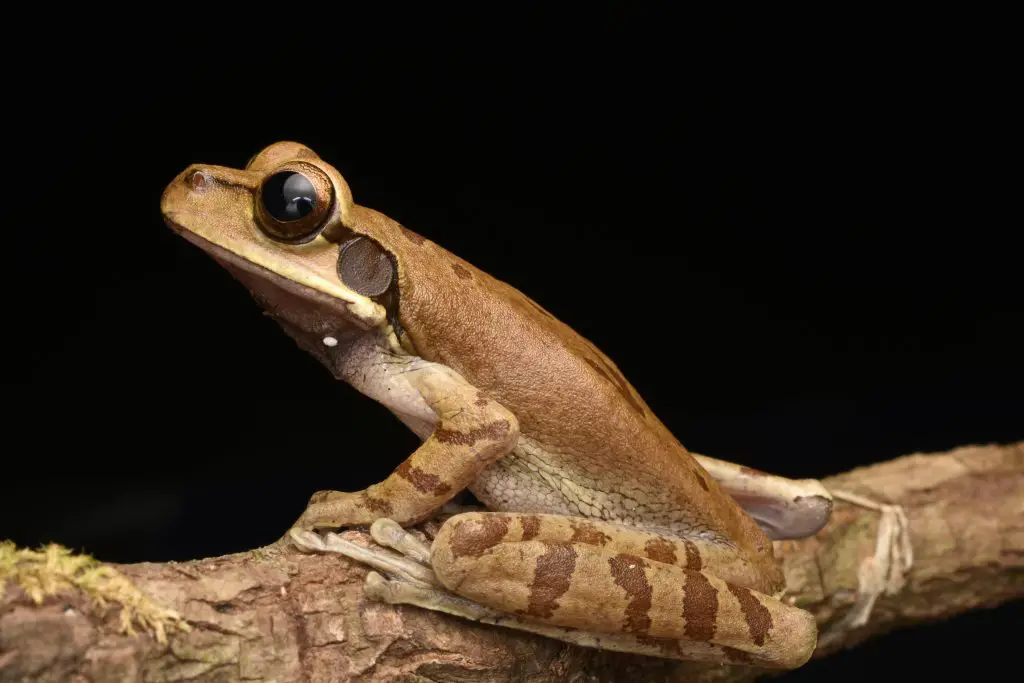 Darwin’s Frog (Rhinoderma Darwinii)