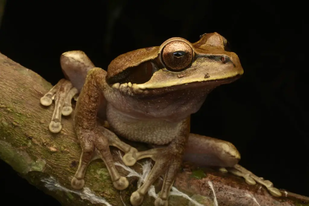 Darwin’s Frog (Rhinoderma Darwinii)