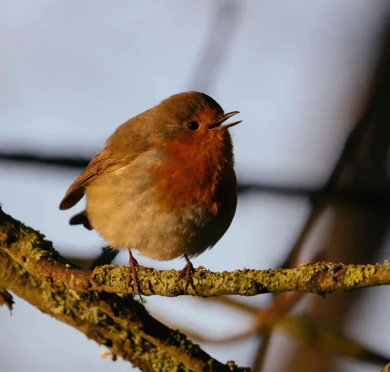 Veery (Catharus Fuscescens)