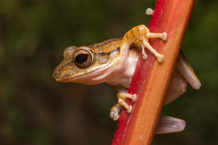 Darwin’s Frog (Rhinoderma Darwinii)