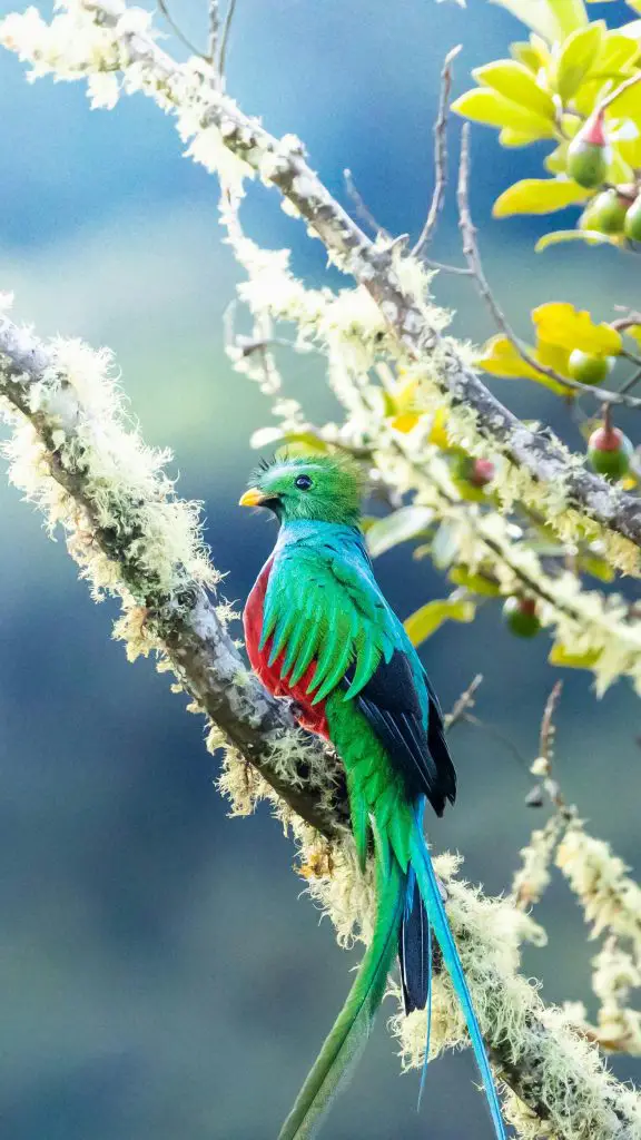 Quetzal (Pharomachrus, Euptilotis)