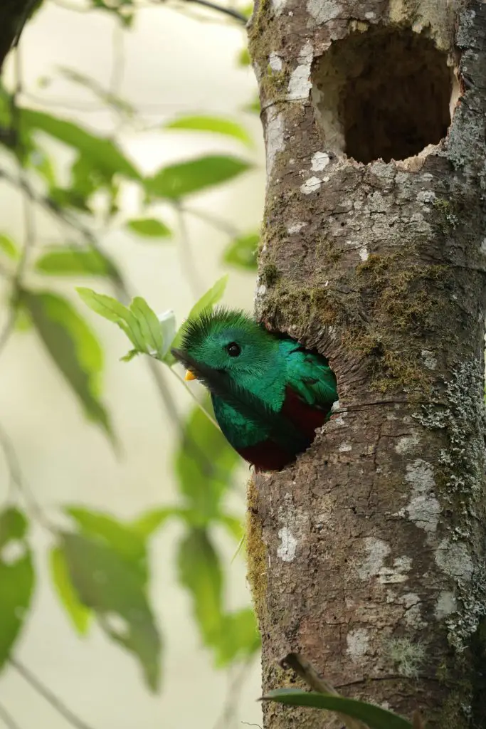 Quetzal (Pharomachrus, Euptilotis)