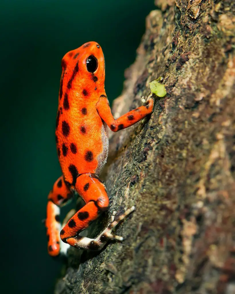 Darwin’s Frog (Rhinoderma Darwinii)