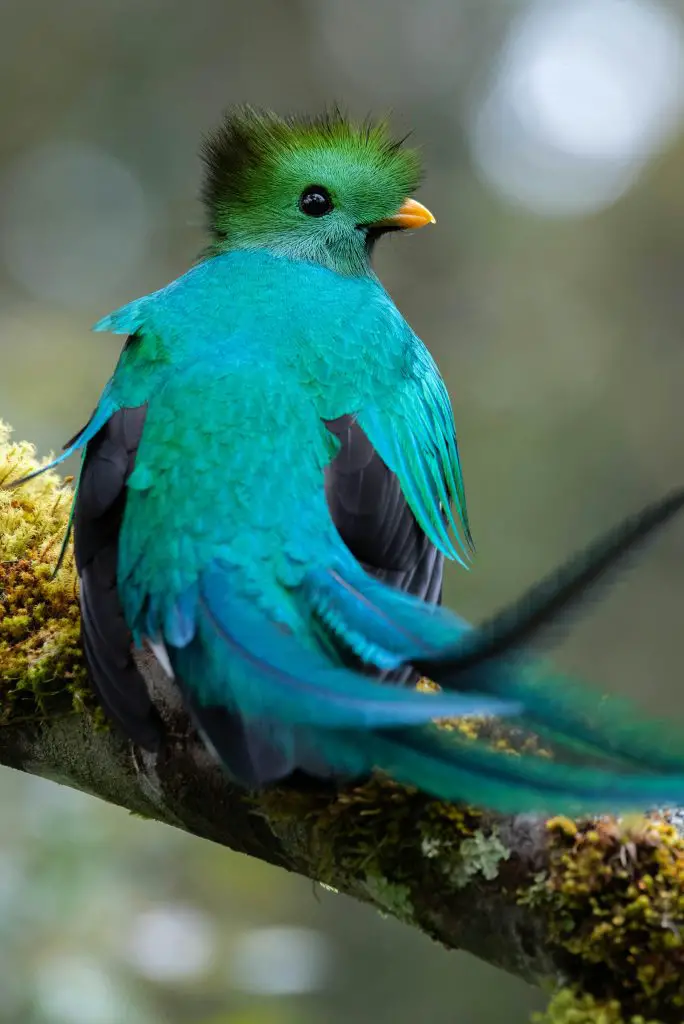 Quetzal (Pharomachrus, Euptilotis)