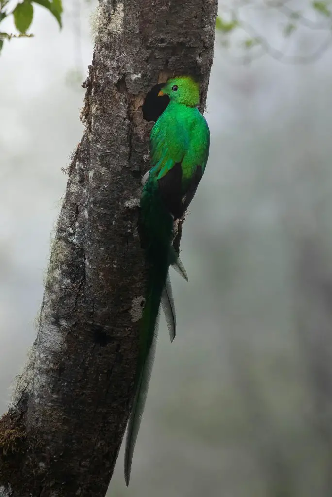 Quetzal (Pharomachrus, Euptilotis)