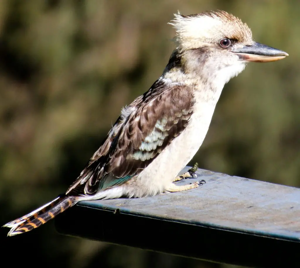 Belted Kingfisher (M. Alcyon)