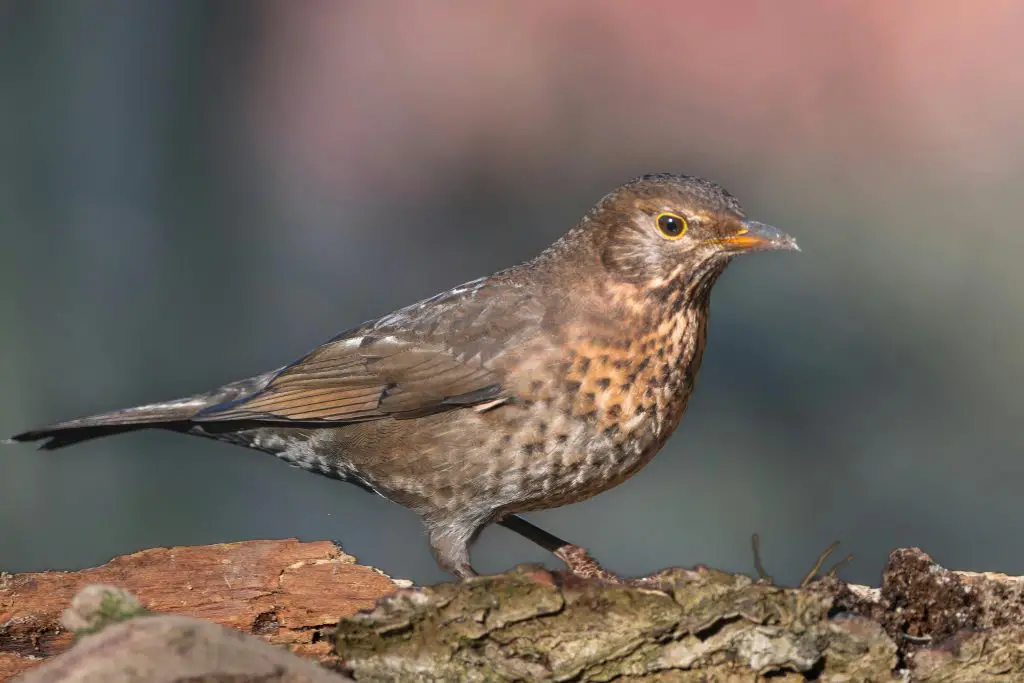 Veery (Catharus Fuscescens)