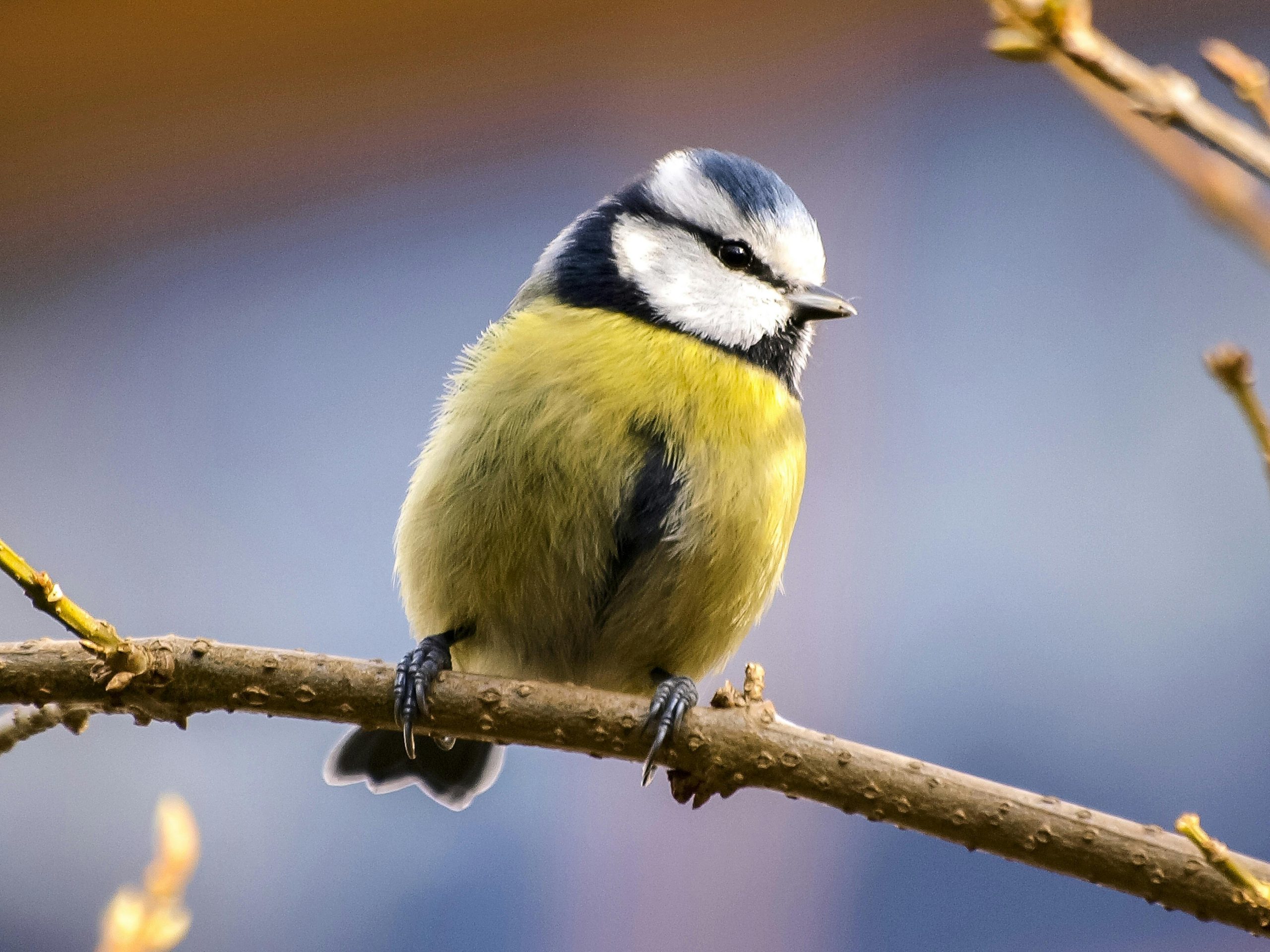 Blue Tit (Cyanistes Caeruleus)