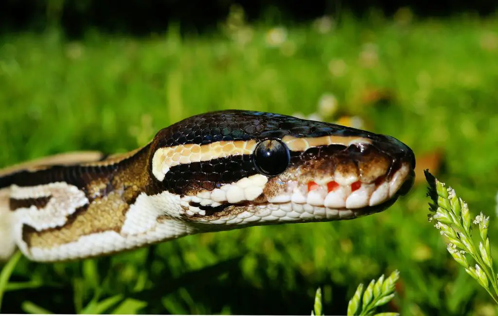 Ball Python (P. Regius)