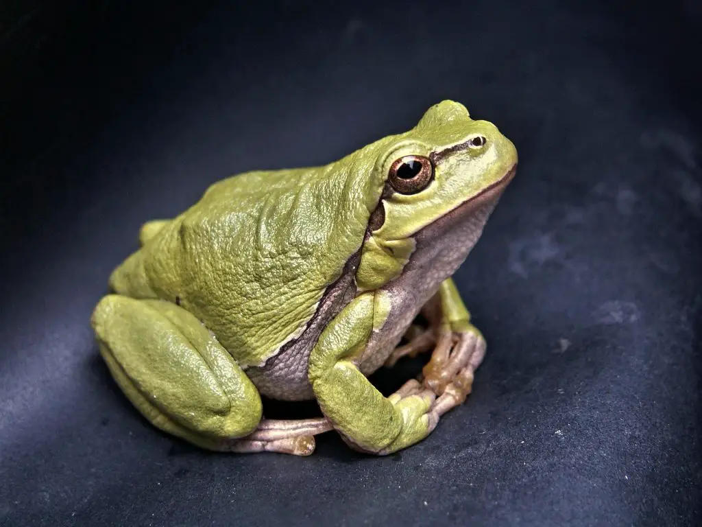 Darwin’s Frog (Rhinoderma Darwinii)