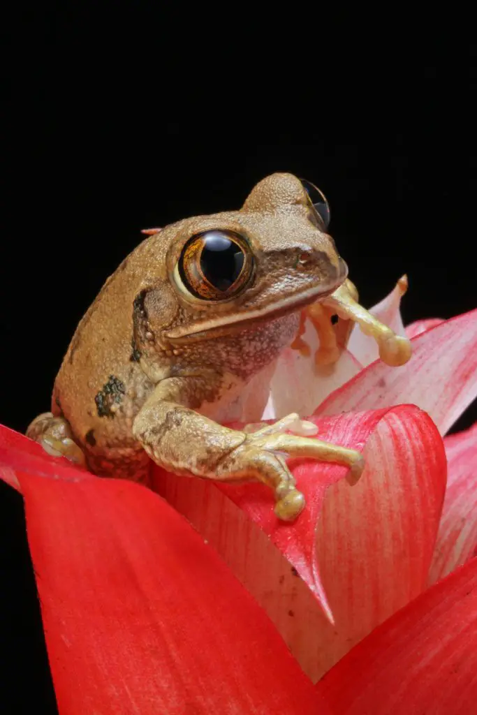 Darwin’s Frog (Rhinoderma Darwinii)