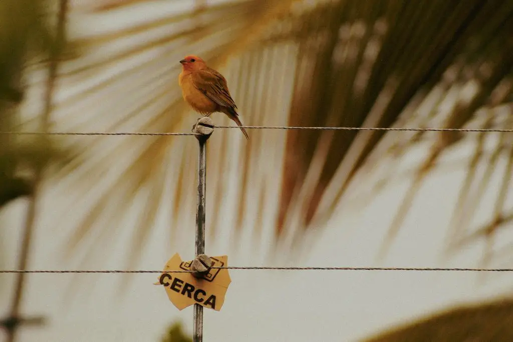 Veery (Catharus Fuscescens)