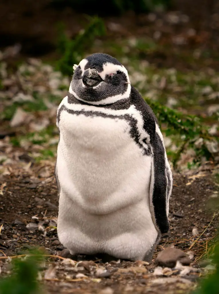 Little Penguin (Eudyptula Minor)