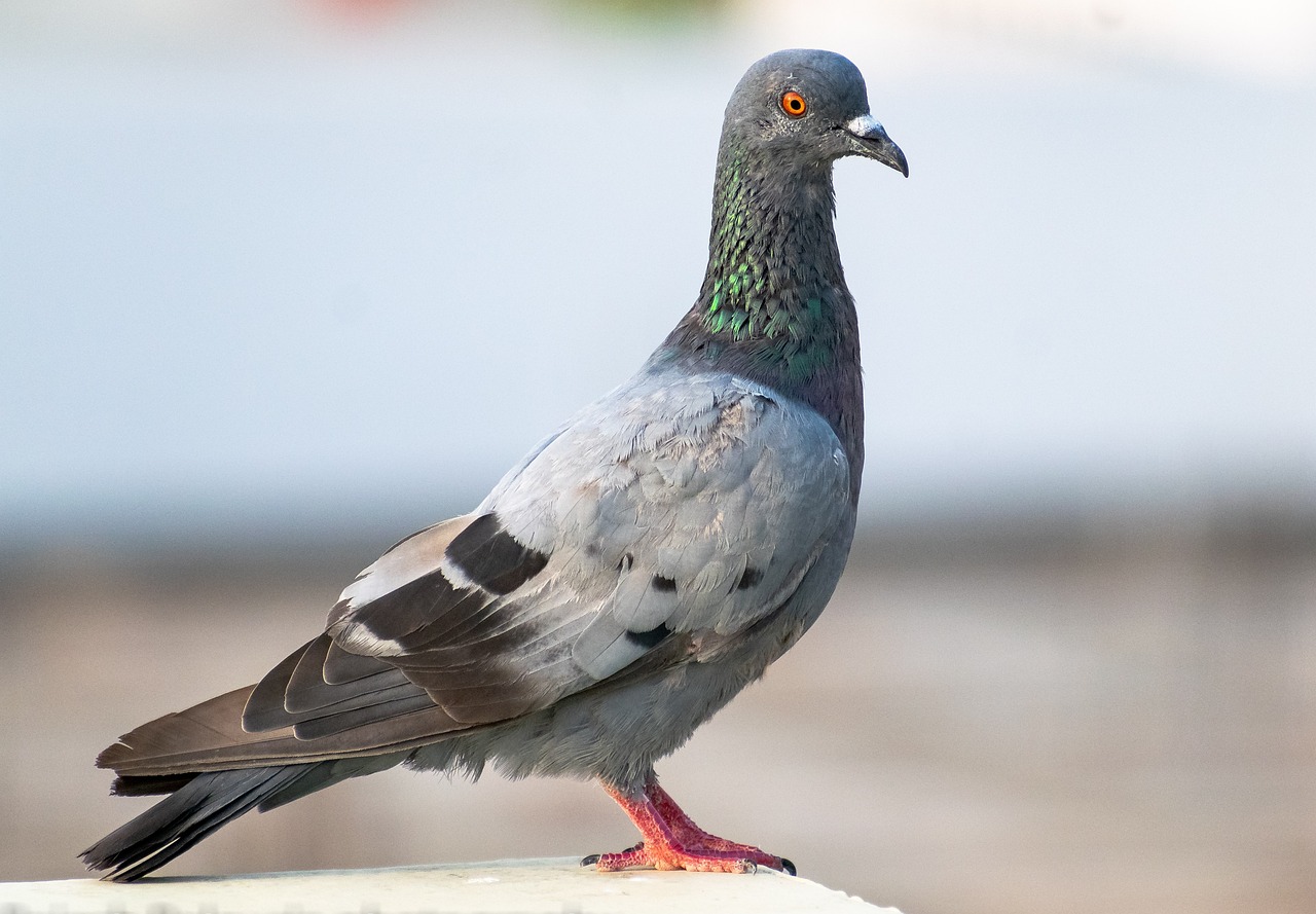 Pigeon