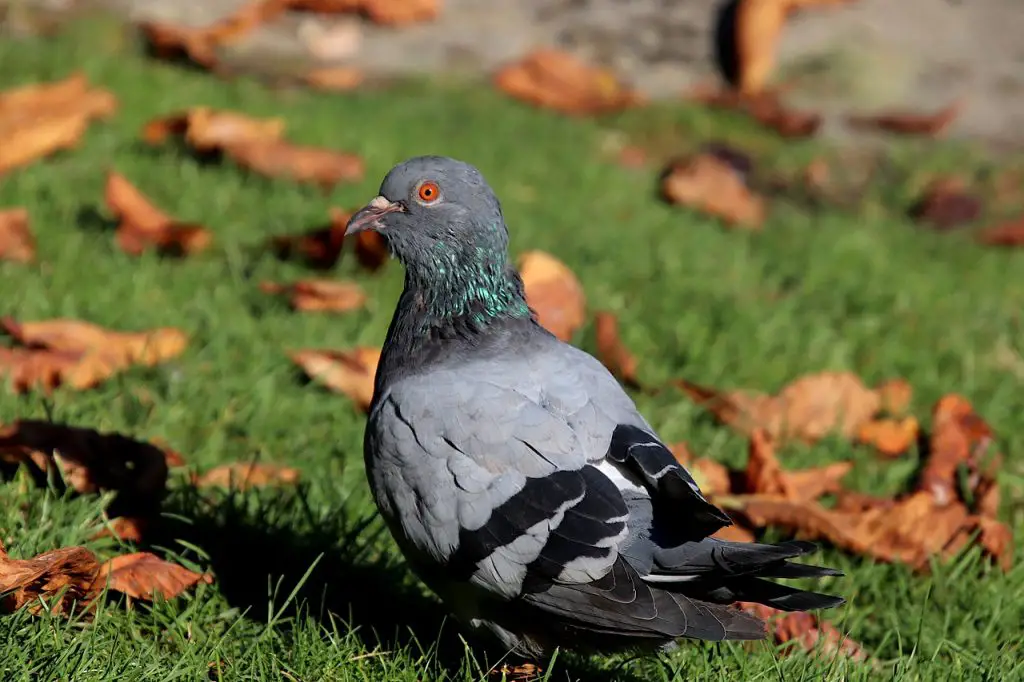 Pigeon