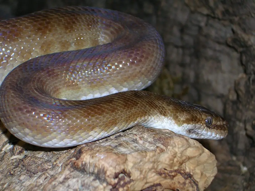 Ball Python (P. Regius)